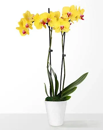 FTD Petite Yellow Orchid Flower Delivery