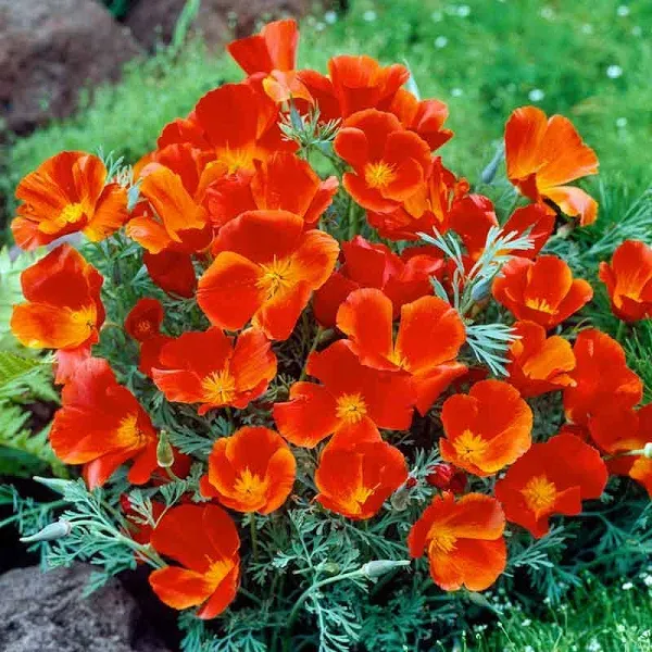 California Poppy Seeds Red Chief