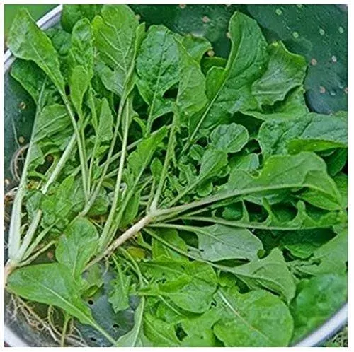 Turnip Seven Top 200 Non-GMO Heirloom Seeds