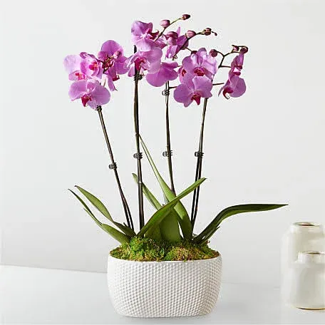 FTD Pink Orchid Garden