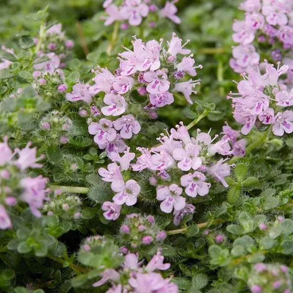 Elfin Creeping Thyme Plant