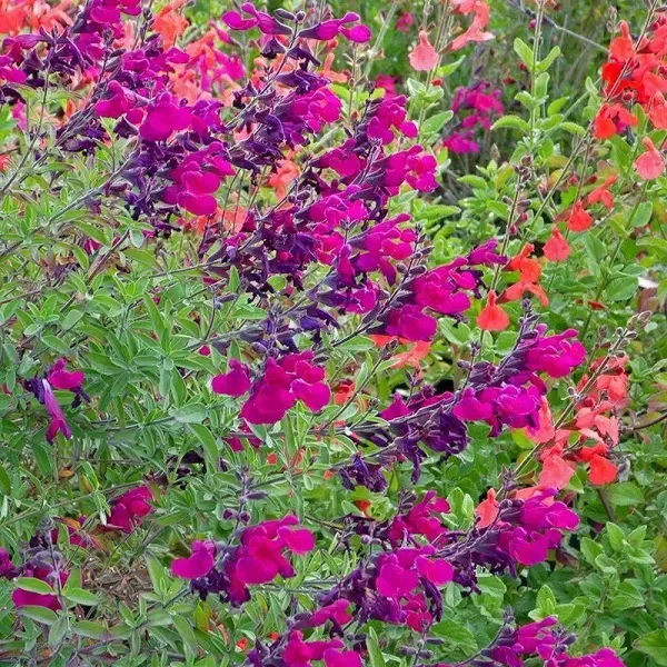 Burgundy Seduction Salvia Bush Sage Plant