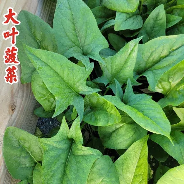 Spinach Summer Green