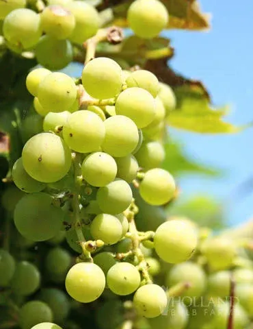 Holland Bulb Farms Niagara Green Grape Plant