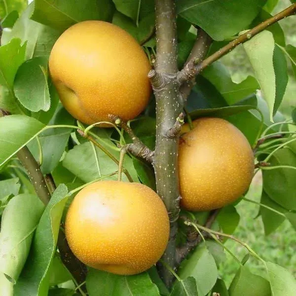 Chojuro Asian Pear Tree - Semi-Dwarf