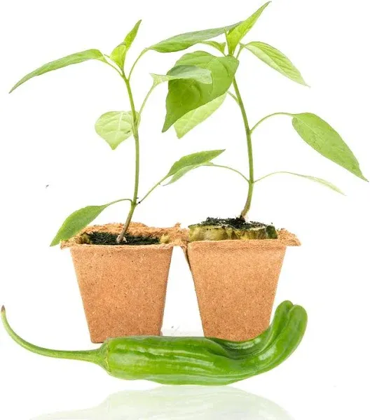 Pepper Joe's Shishito Pepper Plants