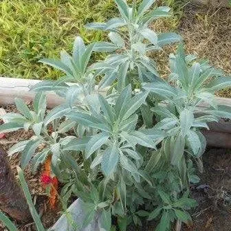 Herb Sage Seeds
