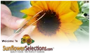 eBay Coupon