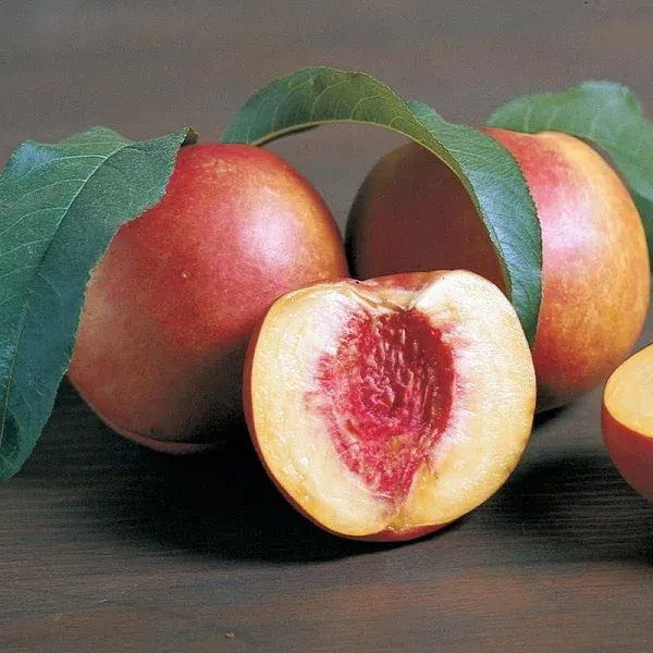 Stark RedGold Nectarine Tree
