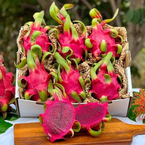 Fresh Red Dragon Fruit Sweet Premium Superfruit