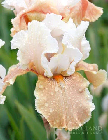 Holland Bulb Farms Champagne Elegance Reblooming Iris