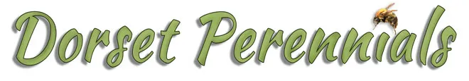 Dorset Perennials