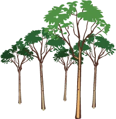 Mimosa Bark Store