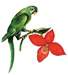 New World Orchids