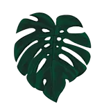 Quirky Plants
