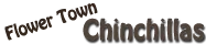 Chinchilla