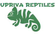 Upriva Reptiles
