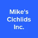 Mikes Cichlids
