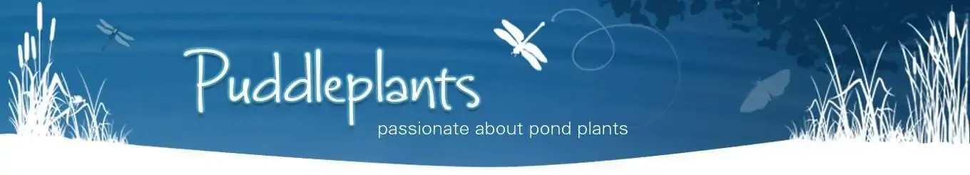 Puddleplants