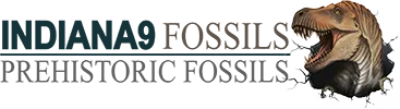 Prehistoric Fossils