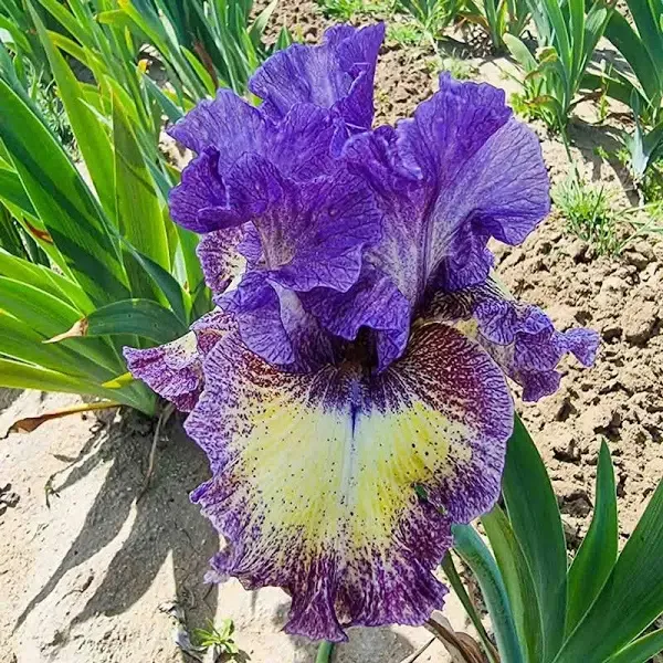 Foolish Dreamer Bearded Iris