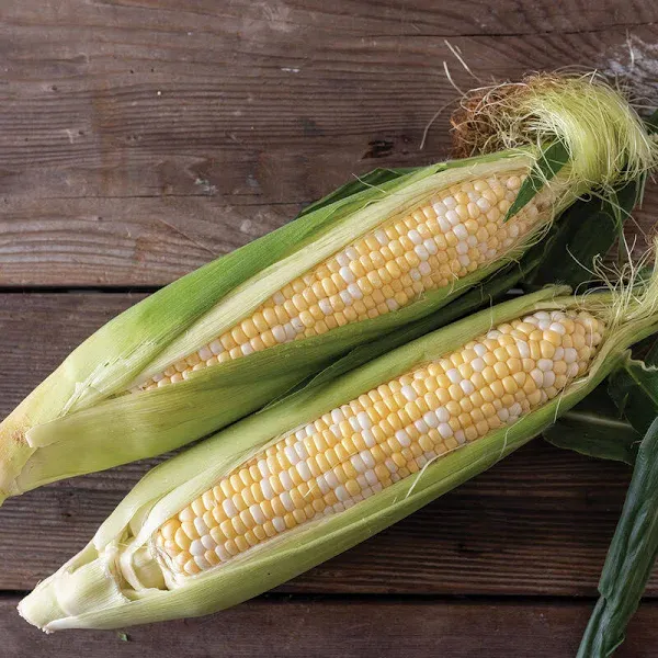 Corn Sweet Synergistic Montauk Hybrid Seeds