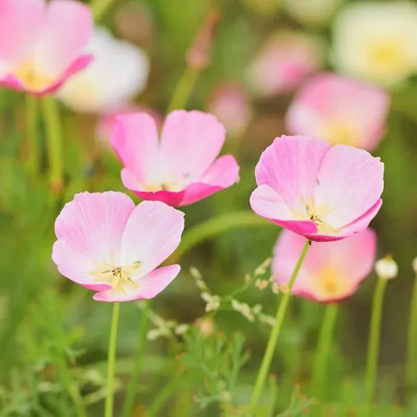 California Poppy Seeds Purple Gleam