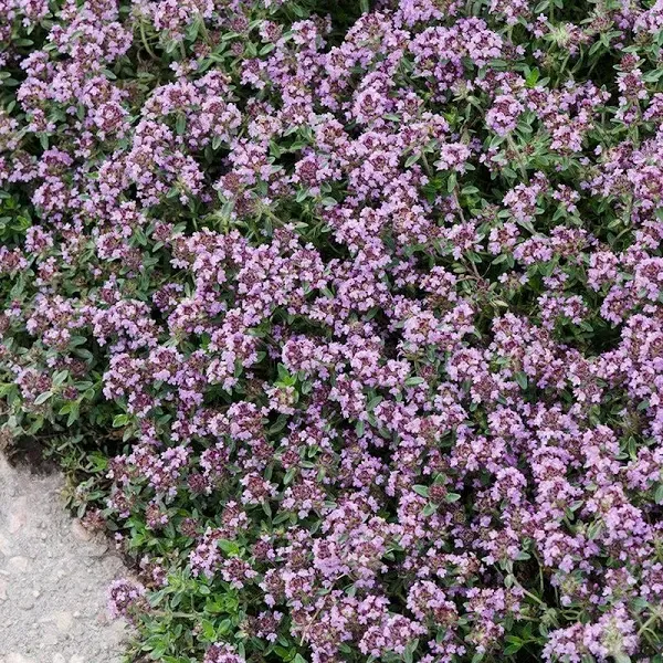 Pink Chintz Creeping Thyme Plant
