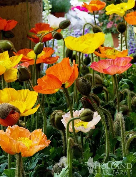 Holland Bulb Farms Poppy Seeds