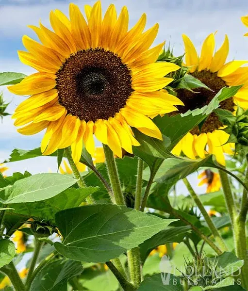 Sunflower Pollen Free Seeds | Holland Bulb Farms