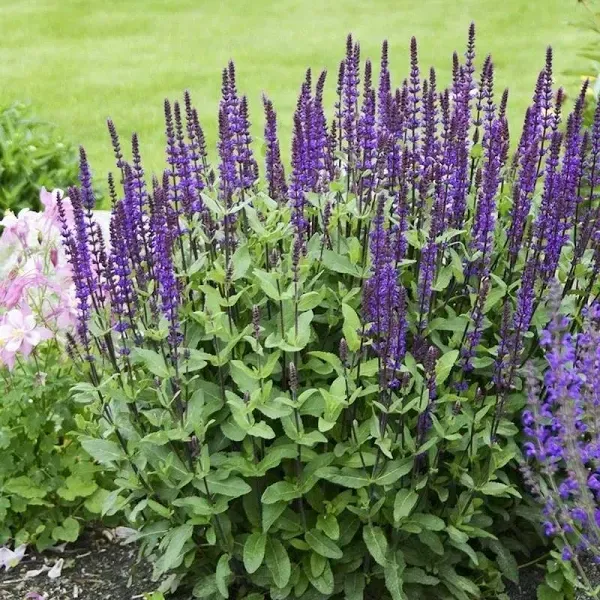 Caradonna Salvia Meadow Sage Plant