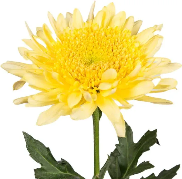 Natural Disbud Cremon Mums