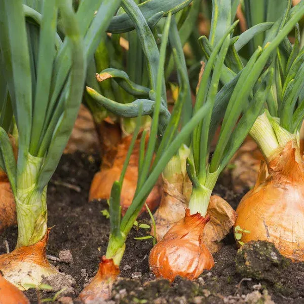 Onion Short Day Seeds