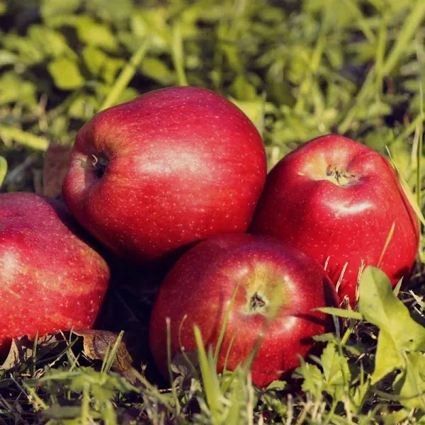Red Delicious Apple Tree Ultra Supreme XL Semi-Dwarf