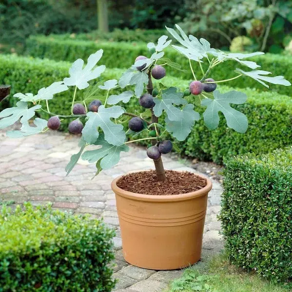 Easy to Grow Fig Chicago Hardy Starter Tree