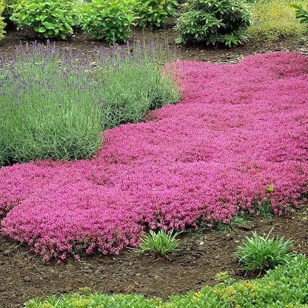 Creeping Thyme Plant