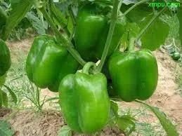 Pepper Sweet Bell