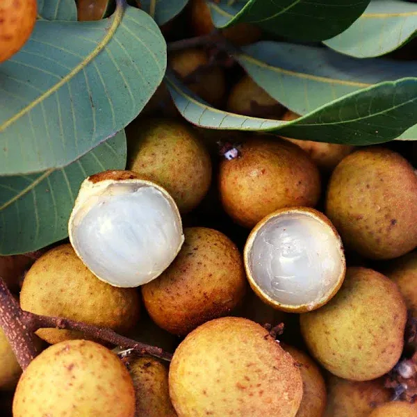 Longan Fruit Buy Longan Online