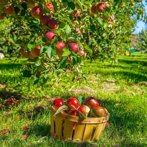Brighter Blooms Winesap Apple Tree 5-6 ft
