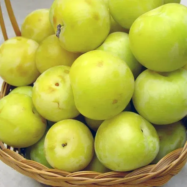 Supreme Standard Green Gage Plum Tree