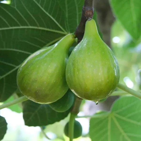 EZ Start Italian Honey Fig Tree