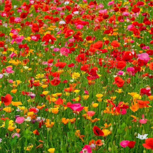 Bulk Poppy Power Poppy Flower Seed Mix