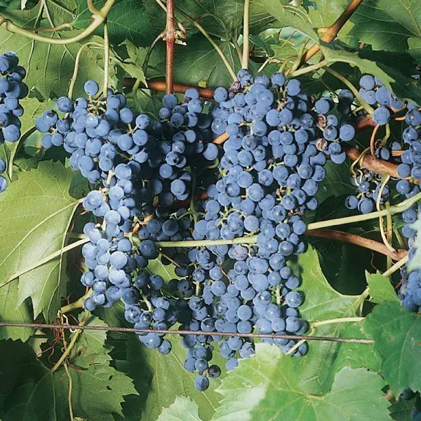 Frontenac Grape Vine - Bare-root