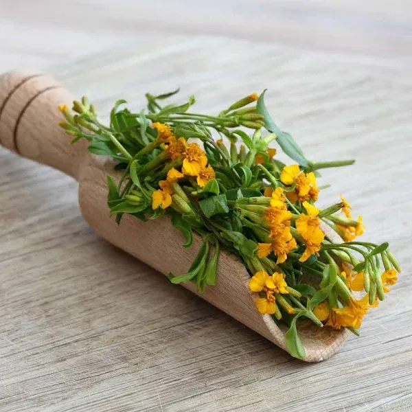 Bulk Tarragon Seeds