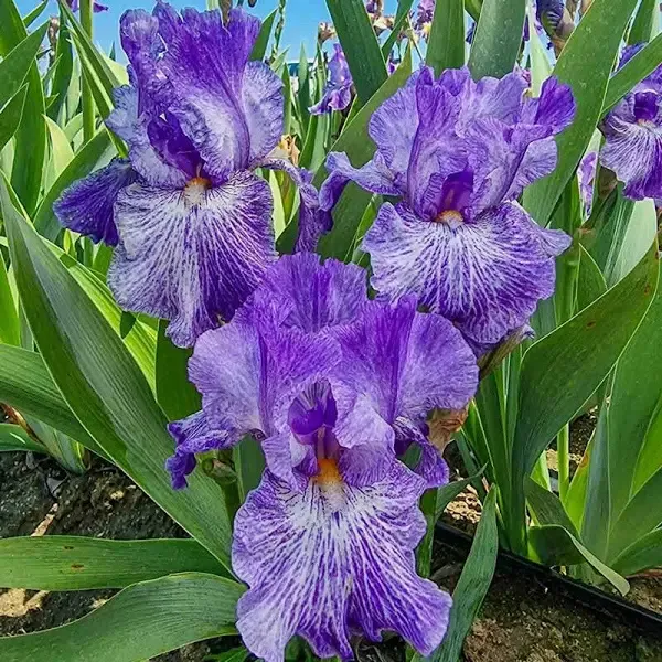 My Generation Reblooming Bearded Iris