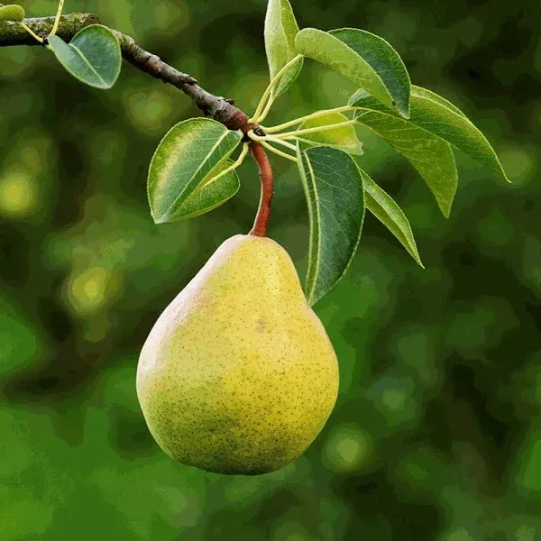 Bartlett Pear Tree Semi-Dwarf