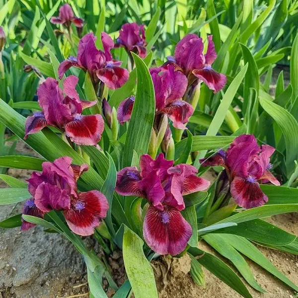 Cat's Eye Dwarf Bearded Iris Rose-Red Flowering Dormant Bare Root Perennial Rhizome
