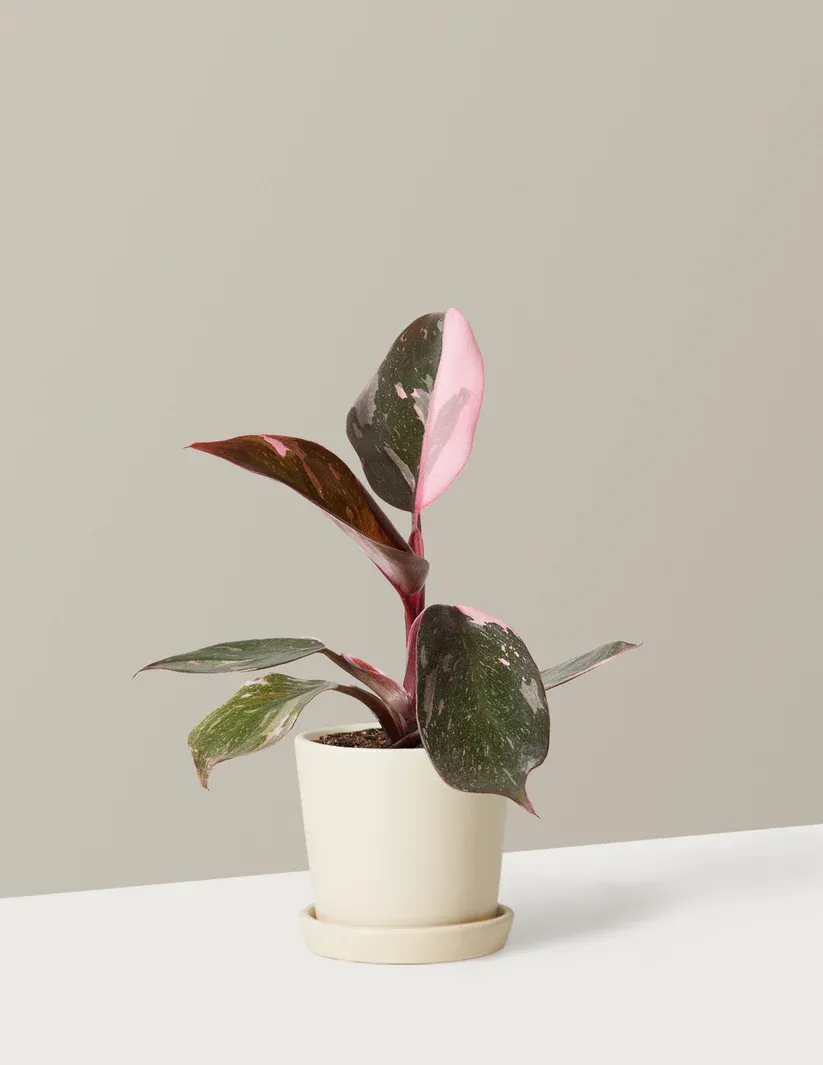 Philodendron Pink Princess