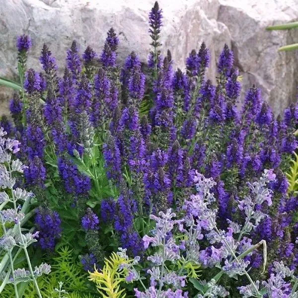 Marcus Dwarf Blue Salvia Plant
