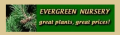 Evergreen Nursery